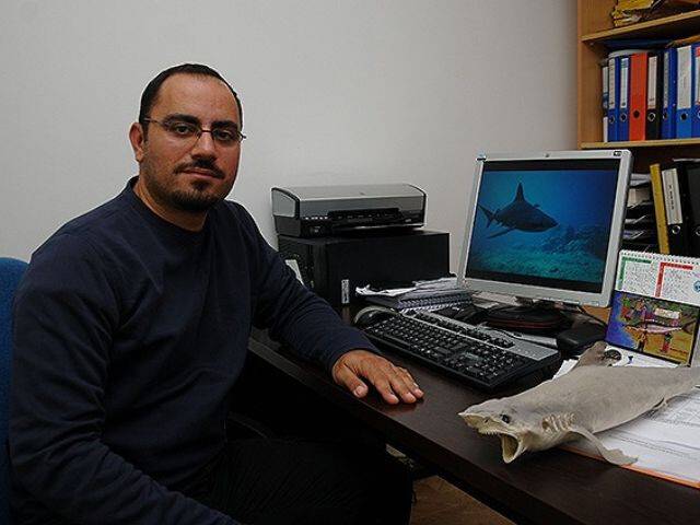 Bilim adamları 12 ay kum köpek balıklarını izledi