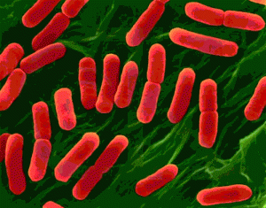 En Tehlikeli Bakteri Bütün İnsanların Vücudunda Yaşıyor Ama Kimse Bilmiyor!
