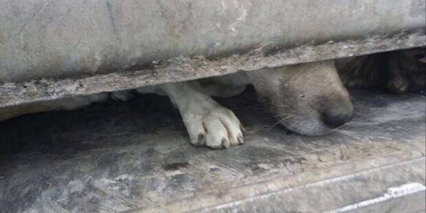 'Sokak köpekleri çöp arabasında preslendi' iddiası sosyal medyayı karıştırdı