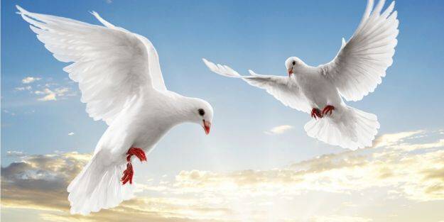 İşte güvercinlerin sırrı