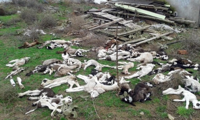 Edirne'de 100 Hayvan Bir Gecede Telef Oldu