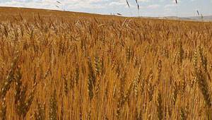 Konya'da hububat fiyatları