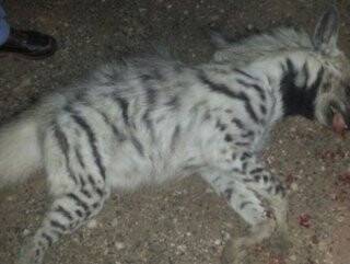 Nesli tükenen çizgili sırtlan trafik kazasında öldü