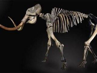 İngiltere'de 50 bin yıllık mamut 300 bin dolara satıldı