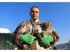 70 Günlük Puma Yavruları Görücüye Çıktı