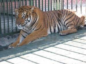 Hayvanat Bahçesinin İlgi Odağı Bengal Kaplanı