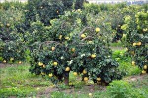 Bu kavun ağaçta yetişiyor