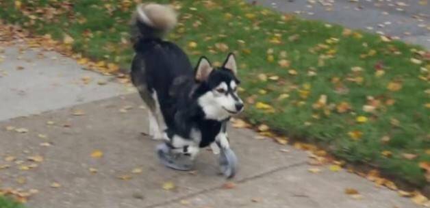 Köpeğe 3D yazıcıdan protez üretildi