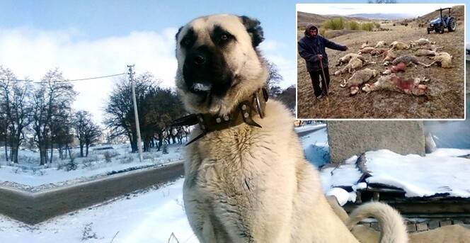 Kangalın Anavatanında Kurtlardan Büyük Kıyım