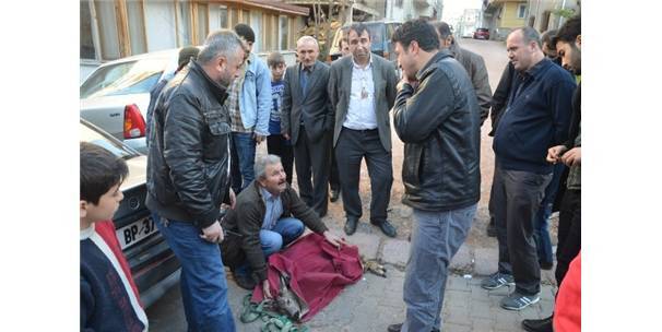 Otomobilin çarptığı karaca tedavi altına alındı