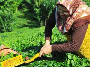 "2015 Yılı Çay Sektörünün Altın Yılı Olacak"