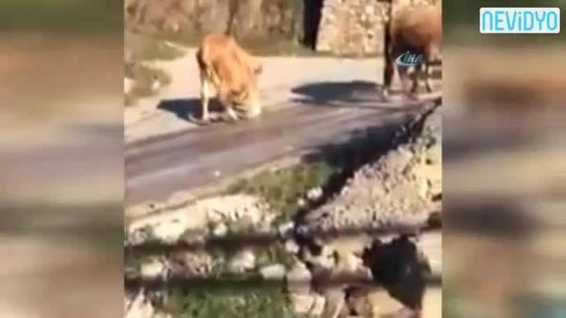 İneklerden Buz Pateni Şovu!