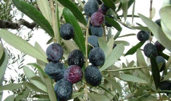 İYTE, Türk zeytininin DNA'sını çözdü