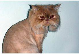 İran Kedisi Uzay Yolcusu