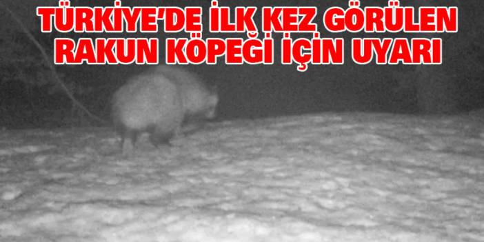 Türkiye'de ilk kez görülen rakun köpeği için uyarı: 'Kovid-19'u insana geçiren tür olabilir'