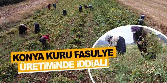 Tahıl ambarı Konya kuru fasulye üretiminde de iddialı
