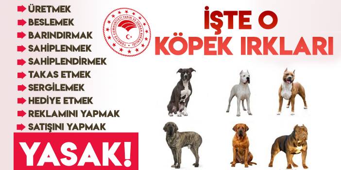 Pitbull beslemek yasak mı? Türkiye'de yasaklı köpek ırkları hangileri?