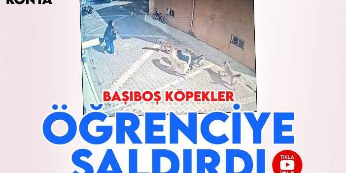 Konya'da başıboş köpekler öğrenciye saldırdı!