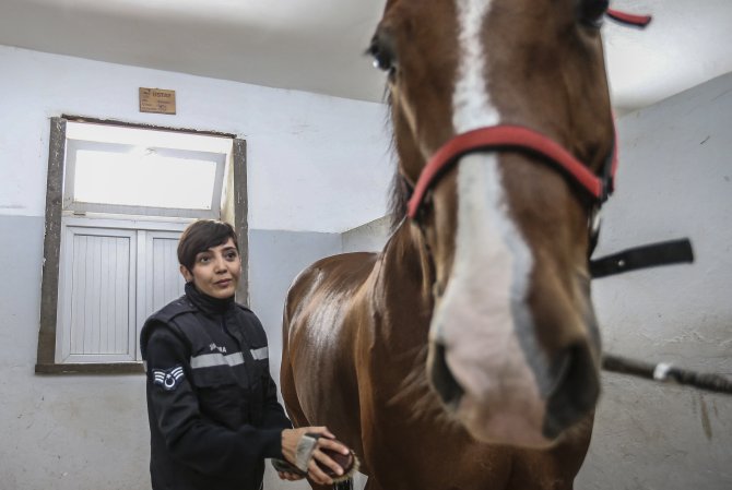Jandarmanın atları kadın komutana emanet