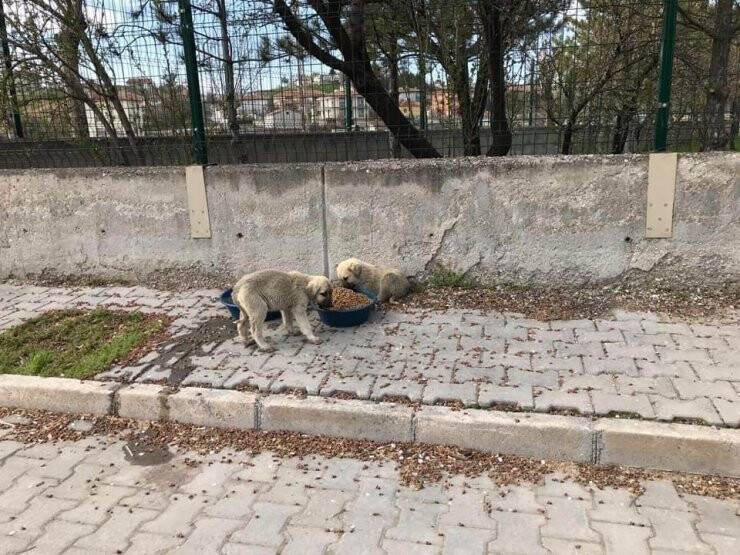 Cihanbeyli Belediyesi Bin 400 Aileye Yardım Ulaştırdı