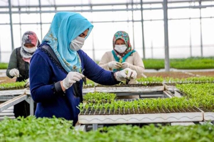 Meram Sebze Fidesi Üretim Tesisinde Fide Satışları Başladı