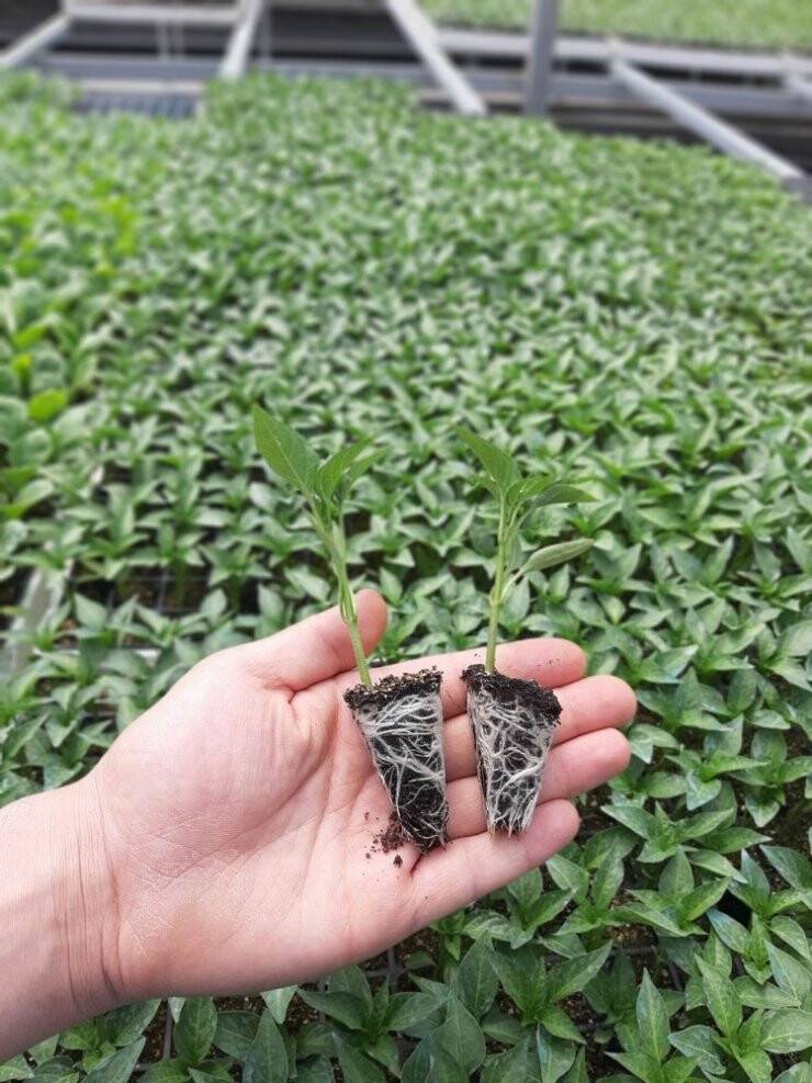 Meram Sebze Fidesi Üretim Tesisinde Fide Satışları Başladı