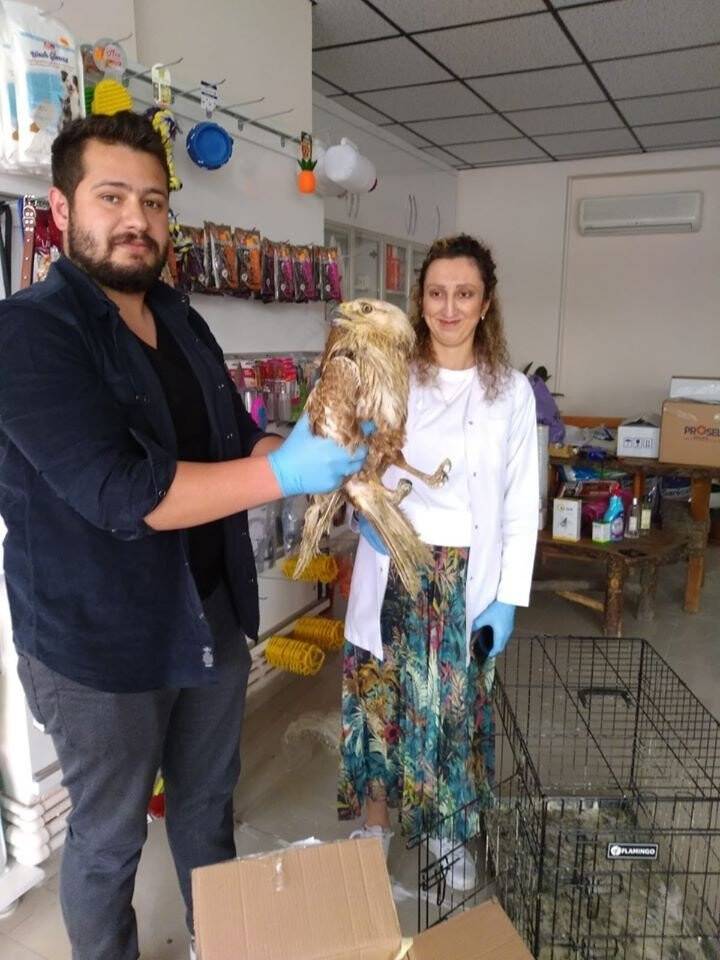 Yaralı halde doğan ve şahin bulundu
