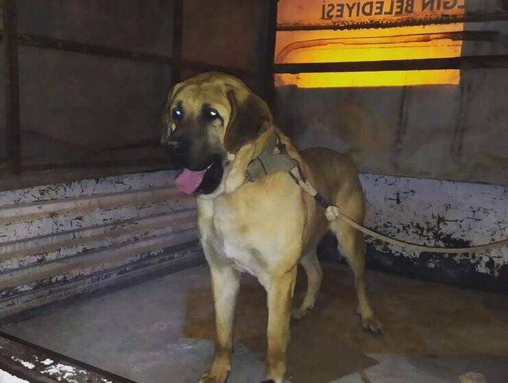 Konya'da Köpek Dövüştüren 10 Kişiye 47 Bin 760 Lira Ceza Kesildi