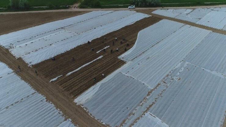 Konya’da Tarlalarda Çapa Mesaisi Başladı