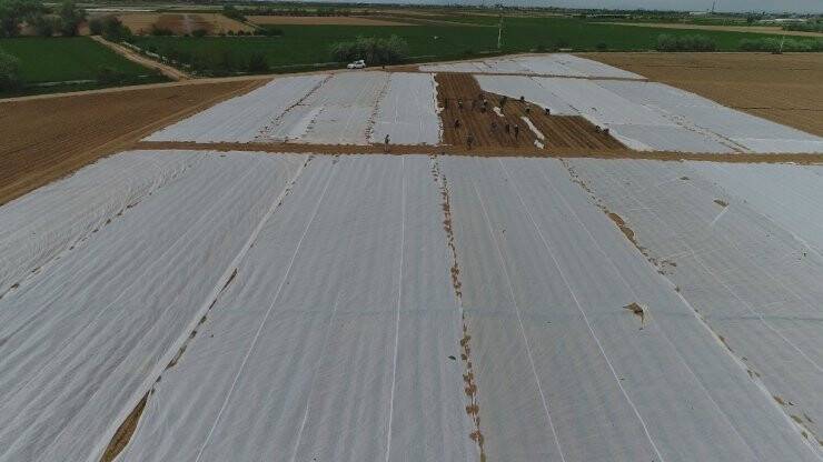 Konya’da Tarlalarda Çapa Mesaisi Başladı