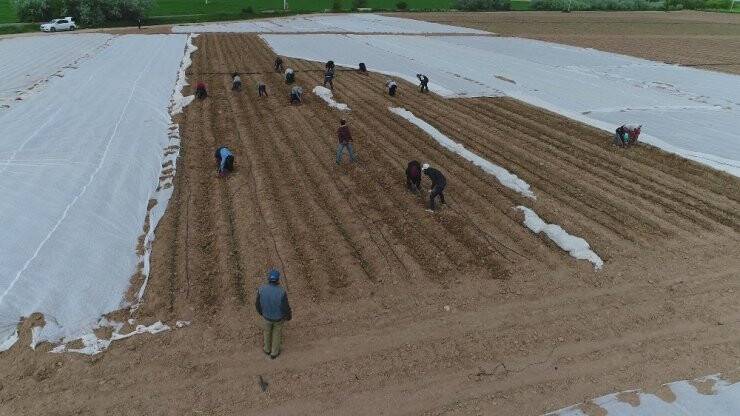Konya’da Tarlalarda Çapa Mesaisi Başladı