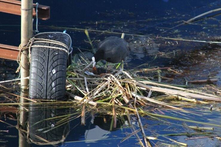 Konya Beyşehir Gölü’nde Yuva Yapan Sakar Mekeler