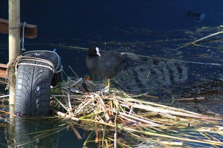 Konya Beyşehir Gölü’nde Yuva Yapan Sakar Mekeler