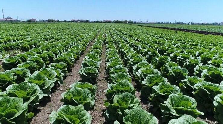 Konya Çiftçisinin Marul Üretim Hedefi Yükseliyor