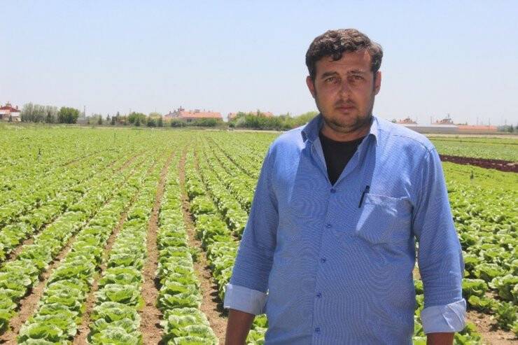 Konya Çiftçisinin Marul Üretim Hedefi Yükseliyor