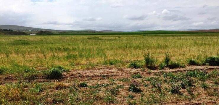 Konya'da Ekili Alanlarda Cüce Virüs Hastalığı Şüphesi