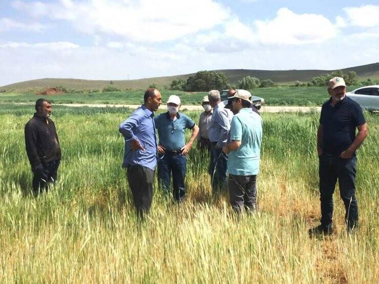 Konya'da Ekili Alanlarda Cüce Virüs Hastalığı Şüphesi