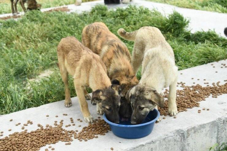 Konya’da Sokak Hayvanları Bayramda Da Yalnız Bırakılmadı