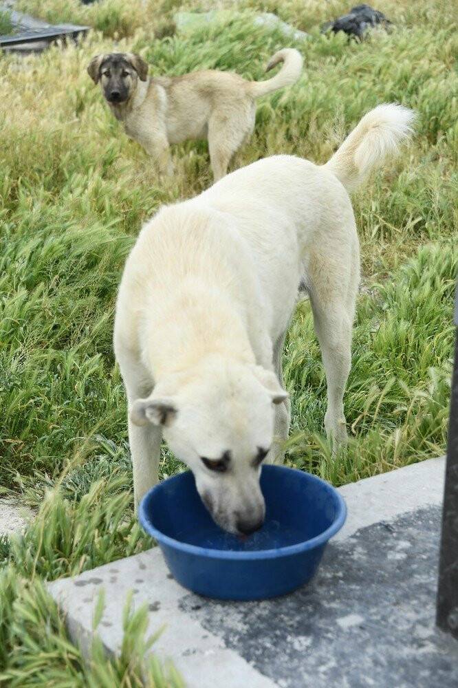 Konya’da Sokak Hayvanları Bayramda Da Yalnız Bırakılmadı