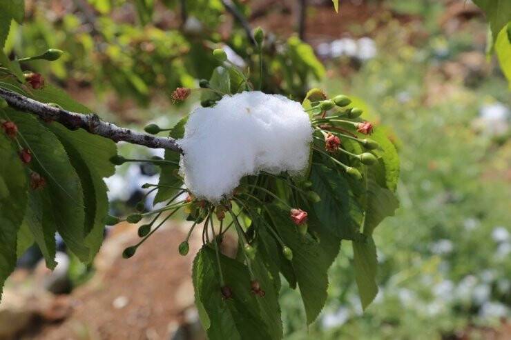 Konya’da Kiraz Bahçelerini Kar Vurdu