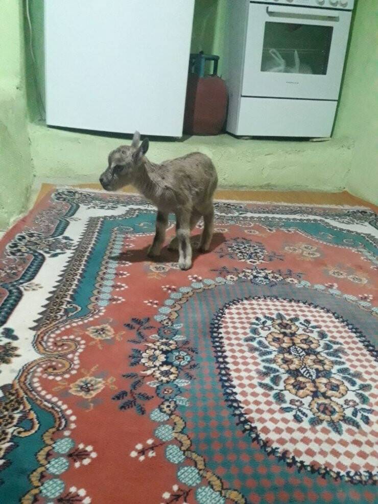 Minik Dağ Keçisi Annesine Kavuştu