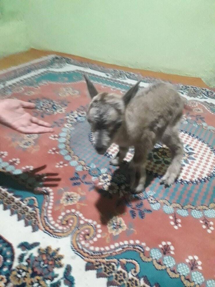 Minik Dağ Keçisi Annesine Kavuştu
