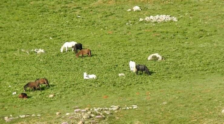 Munzur Dağlarındaki Yılkı Atları görüntülendi