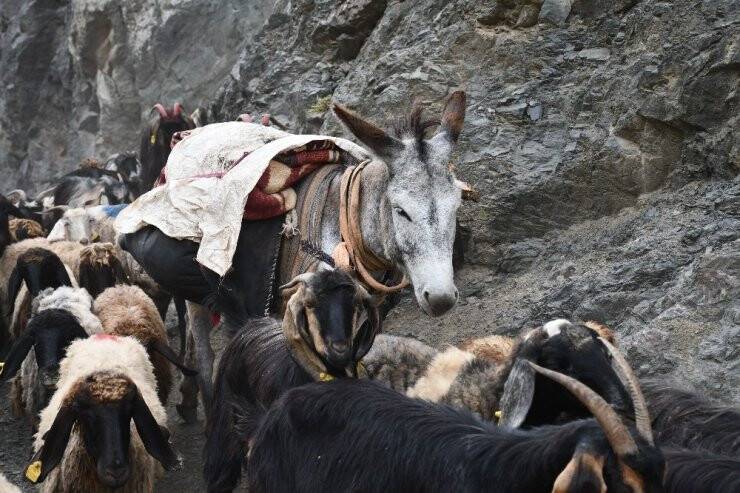Terörün Kökü Kazındı Yaylalar Göçerlerle Dolup Taştı