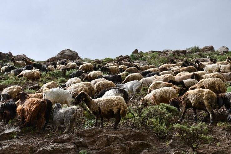 Terörün Kökü Kazındı Yaylalar Göçerlerle Dolup Taştı