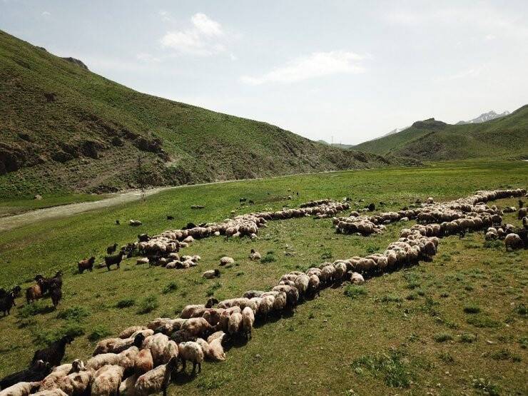 Terörün Kökü Kazındı Yaylalar Göçerlerle Dolup Taştı