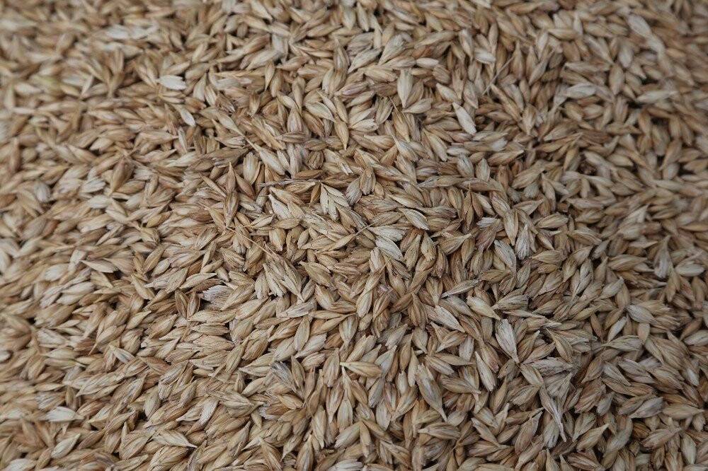 13 Bin Yıldır Genetiği Bozulmadı