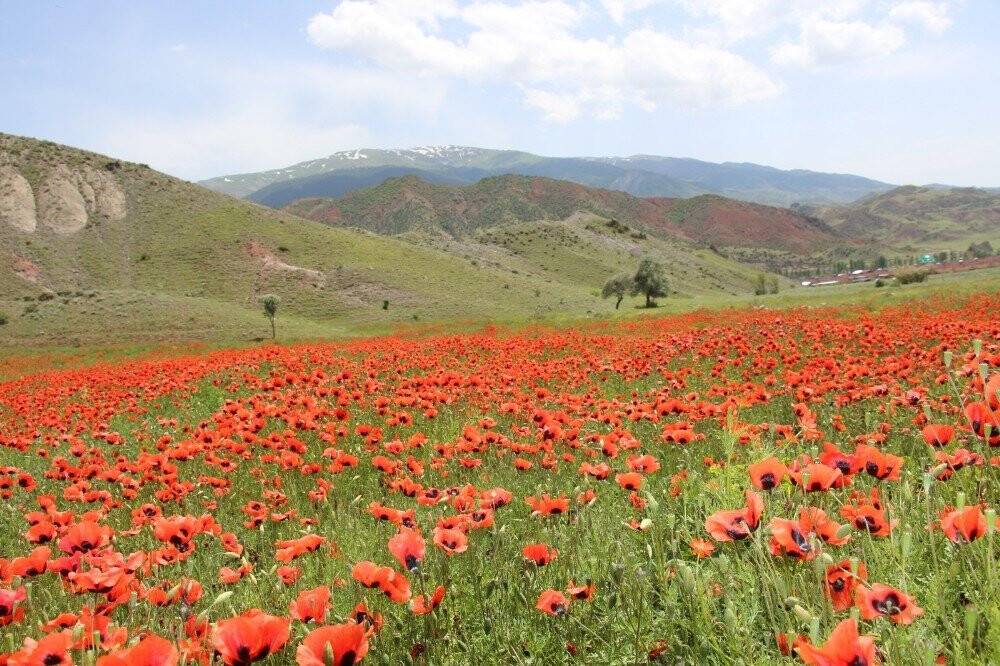 Oltu’da Gelincikler Doğayı Süsledi
