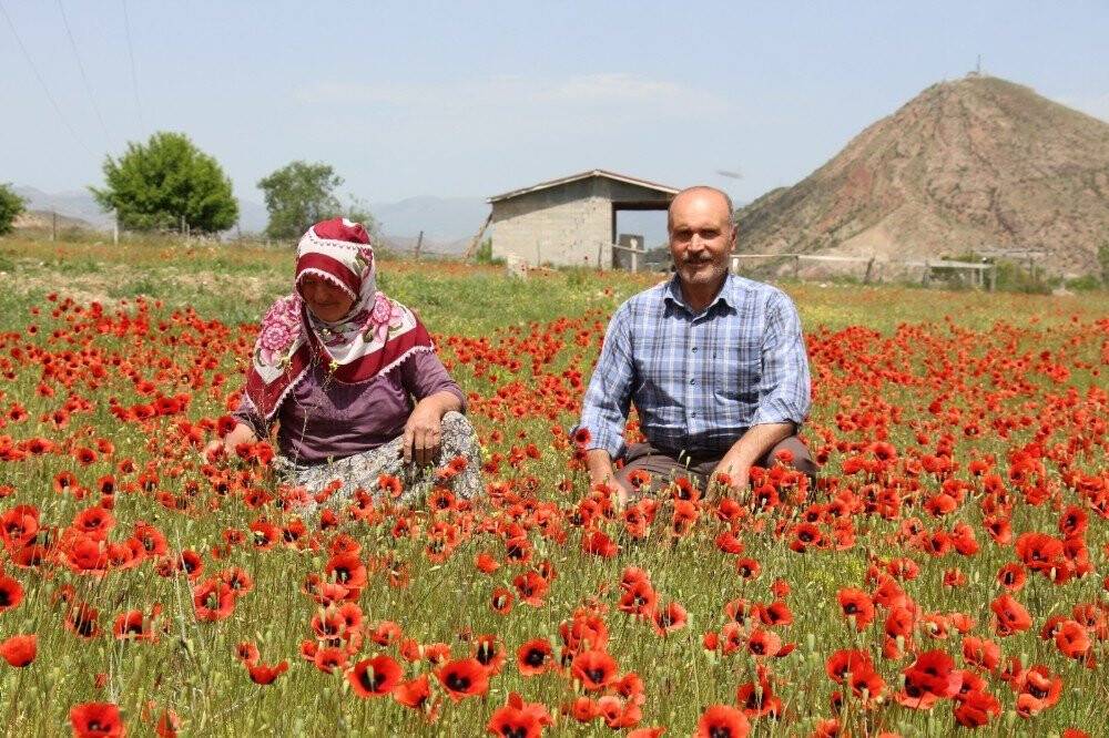 Oltu’da Gelincikler Doğayı Süsledi