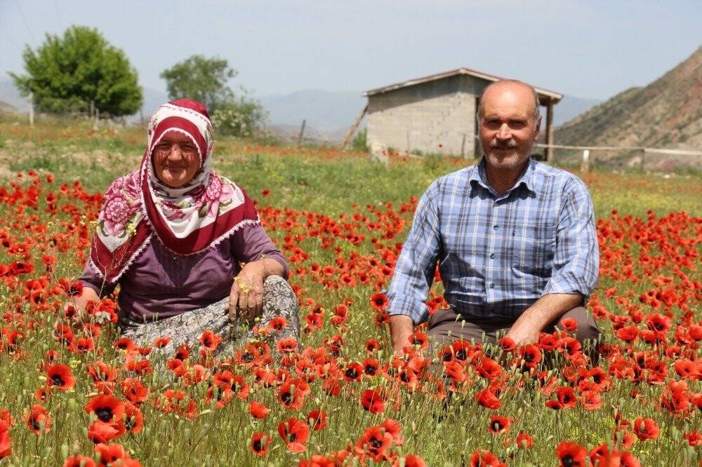 Oltu’da Gelincikler Doğayı Süsledi